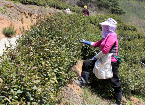 경남 하동군 내 차(茶) 시배지인 화개ㆍ악양면 일대 녹차 재배농민들이 햇차를 수확하고 있다.  연합뉴스