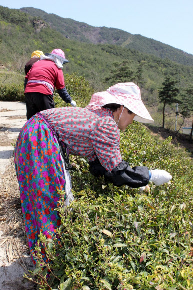 하동군은 차 시배지 하동군 화개·악양면 일대 야생 녹차밭에서 올 들어 처음으로 햇차 수확을 시작했다고 17일 밝혔다.  연합뉴스
