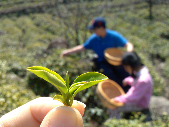 하동군은 차 시배지 하동군 화개·악양면 일대 야생 녹차밭에서 올 들어 처음으로 햇차 수확을 시작했다고 17일 밝혔다.  연합뉴스
