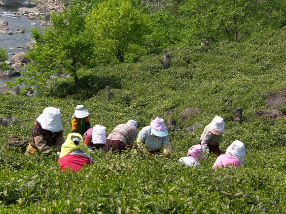 경남 하동군 내 차(茶) 시배지인 화개ㆍ악양면 일대 녹차 재배농민들이 햇차를 수확하고 있다.  연합뉴스