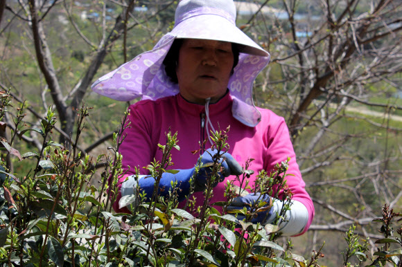 경남 하동군 내 차(茶) 시배지인 화개ㆍ악양면 일대 녹차 재배농민들이 햇차를 수확하고 있다.  연합뉴스