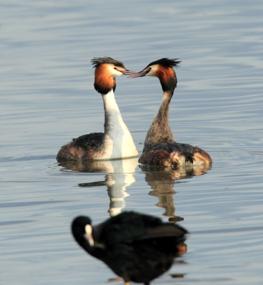 동해안의 대표적 석호인 강원 강릉시 경포호에는 요즘 혼인 깃이 화려한 뿔논병아리의 구애 의식이 눈길을 끌고 있다. 사자처럼 화려한 갈기(깃)를 한 뿔논병아리가 사랑을 받아 달라는 듯 수초를 물고 와 몸을 맞대고 벌이는 애정 표현이 단연 화제다. 연합뉴스