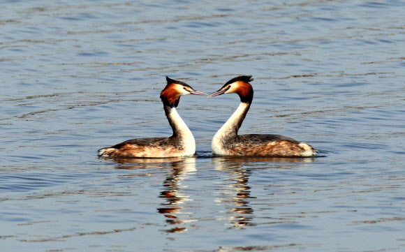 동해안의 대표적 석호인 강원 강릉시 경포호에는 요즘 혼인 깃이 화려한 뿔논병아리의 구애 의식이 눈길을 끌고 있다. 연합뉴스
