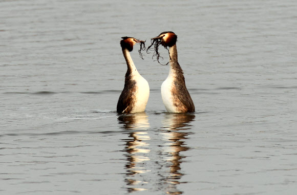 동해안의 대표적 석호인 강원 강릉시 경포호에는 요즘 혼인 깃이 화려한 뿔논병아리의 구애 의식이 눈길을 끌고 있다. 연합뉴스
