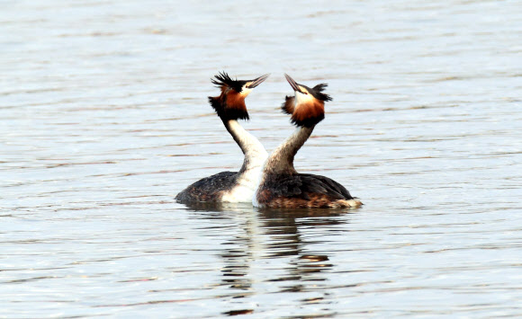 동해안의 대표적 석호인 강원 강릉시 경포호에는 요즘 혼인 깃이 화려한 뿔논병아리의 구애 의식이 눈길을 끌고 있다. 연합뉴스