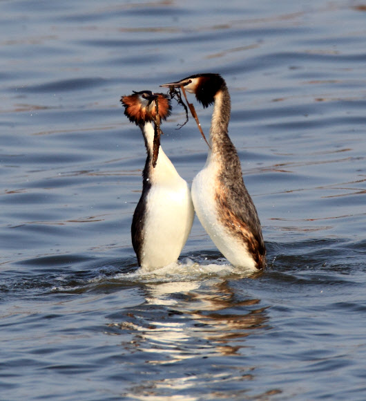동해안의 대표적 석호인 강원 강릉시 경포호에는 요즘 혼인 깃이 화려한 뿔논병아리의 구애 의식이 눈길을 끌고 있다. 연합뉴스