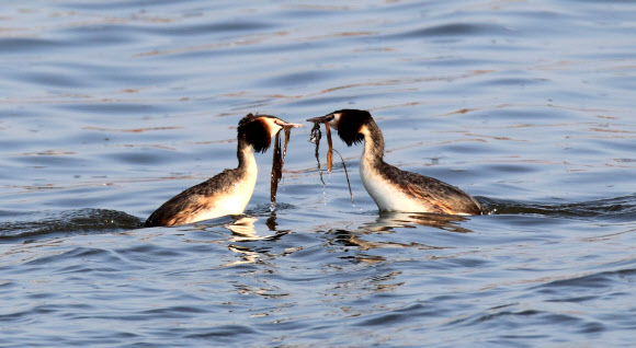 동해안의 대표적 석호인 강원 강릉시 경포호에는 요즘 혼인 깃이 화려한 뿔논병아리의 구애 의식이 눈길을 끌고 있다. 연합뉴스