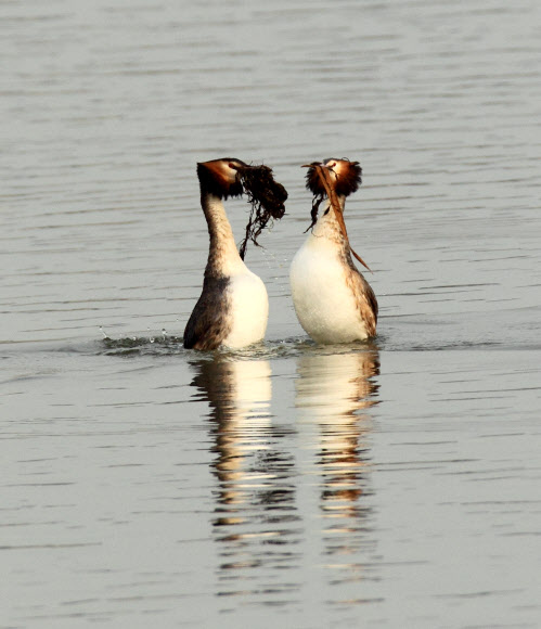 동해안의 대표적 석호인 강원 강릉시 경포호에는 요즘 혼인 깃이 화려한 뿔논병아리의 구애 의식이 눈길을 끌고 있다. 연합뉴스