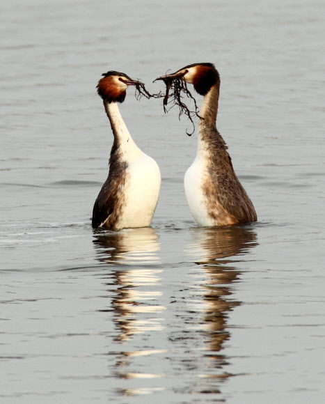 동해안의 대표적 석호인 강원 강릉시 경포호에는 요즘 혼인 깃이 화려한 뿔논병아리의 구애 의식이 눈길을 끌고 있다. 연합뉴스