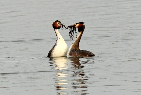동해안의 대표적 석호인 강원 강릉시 경포호에는 요즘 혼인 깃이 화려한 뿔논병아리의 구애 의식이 눈길을 끌고 있다. 연합뉴스