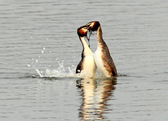 동해안의 대표적 석호인 강원 강릉시 경포호에는 요즘 혼인 깃이 화려한 뿔논병아리의 구애 의식이 눈길을 끌고 있다. 연합뉴스