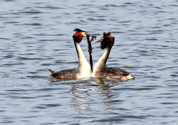 동해안의 대표적 석호인 강원 강릉시 경포호에는 요즘 혼인 깃이 화려한 뿔논병아리의 구애 의식이 눈길을 끌고 있다. 연합뉴스