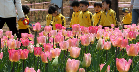 20일 오전 경기도 부천시 원미구 춘의동 자연생태박물관 사계절정원을 찾은 유치원 어린이들이 활짝 핀 튤립꽃발을 거닐며 즐거하고 있다. 부천 자연생태박물관의 튤립축제는 오는 5월6일까지 열린다. 연합뉴스