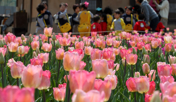 20일 오전 경기도 부천시 원미구 춘의동 자연생태박물관 사계절정원을 찾은 유치원 어린이들이 활짝 핀 튤립꽃발을 거닐며 즐거하고 있다. 부천 자연생태박물관의 튤립축제는 오는 5월6일까지 열린다. 연합뉴스