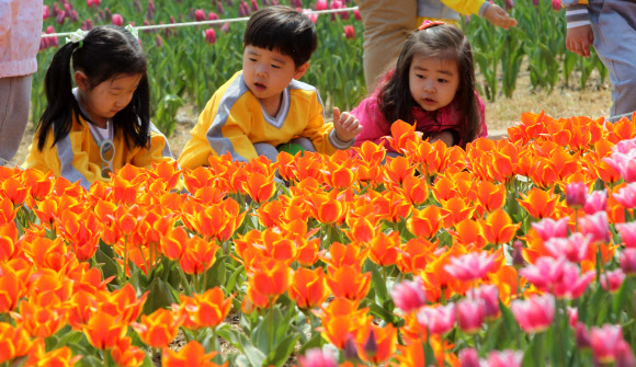 20일 오전 경기도 부천시 원미구 춘의동 자연생태박물관 사계절정원을 찾은 유치원 어린이들이 활짝 핀 튤립꽃발을 거닐며 즐거하고 있다. 부천 자연생태박물관의 튤립축제는 오는 5월6일까지 열린다. 연합뉴스