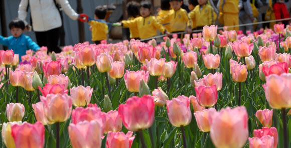 20일 오전 경기도 부천시 원미구 춘의동 자연생태박물관 사계절정원을 찾은 유치원 어린이들이 활짝 핀 튤립꽃발을 거닐며 즐거하고 있다. 부천 자연생태박물관의 튤립축제는 오는 5월6일까지 열린다. 연합뉴스