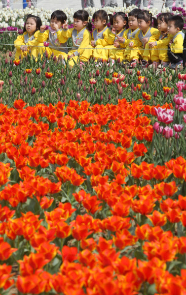 20일 오전 경기도 부천시 원미구 춘의동 자연생태박물관 사계절정원을 찾은 유치원 어린이들이 활짝 핀 튤립꽃발을 거닐며 즐거하고 있다. 부천 자연생태박물관의 튤립축제는 오는 5월6일까지 열린다. 연합뉴스