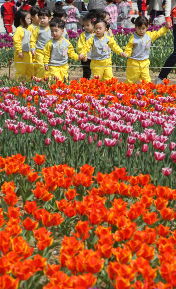 20일 오전 경기도 부천시 원미구 춘의동 자연생태박물관 사계절정원을 찾은 유치원 어린이들이 활짝 핀 튤립꽃발을 거닐며 즐거하고 있다. 부천 자연생태박물관의 튤립축제는 오는 5월6일까지 열린다. 연합뉴스