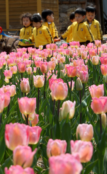 20일 오전 경기도 부천시 원미구 춘의동 자연생태박물관 사계절정원을 찾은 유치원 어린이들이 활짝 핀 튤립꽃발을 거닐며 즐거하고 있다. 부천 자연생태박물관의 튤립축제는 오는 5월6일까지 열린다. 연합뉴스
