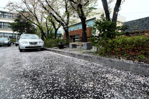 산불위험을 덜어주고 영농에 도움을 준 봄비가 전국적으로 내린 가운데 빗속에 떨어진 벚꽃이 속초시청 주차장을 가득 채우고 있다. 연합뉴스