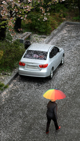 산불위험을 덜어주고 영농에 도움을 준 봄비가 전국적으로 내린 가운데 빗속에 떨어진 벚꽃이 속초시청 주차장을 가득 채우고 있다. 연합뉴스