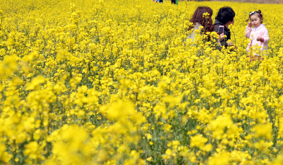 22일 서귀포시 표선면 가시리 제30회 제주 유채꽃 큰잔치 행사장에 마련된 유채꽃밭에서 시민들이 행사를 즐기고 있다.  연합뉴스