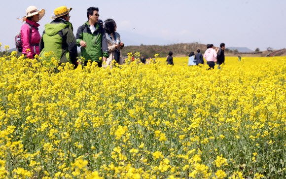 22일 서귀포시 표선면 가시리 제30회 제주 유채꽃 큰잔치 행사장에 마련된 유채꽃밭에서 시민들이 행사를 즐기고 있다.  연합뉴스
