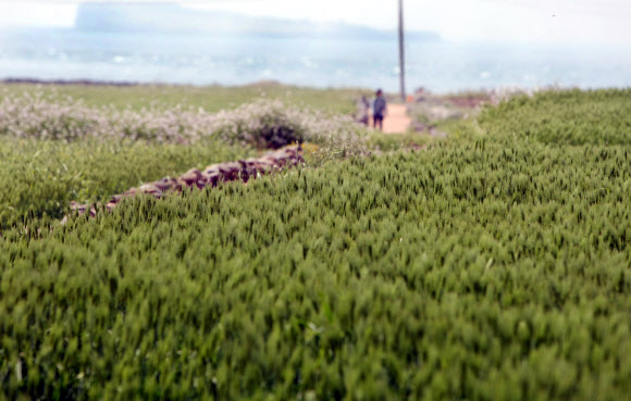 23일 서귀포시 대정읍 가파도에서 개막한 ‘제4회 가파도 청보리축제’를 찾은 관광객들이 청보리밭 사이를 걷고 있다. 연합뉴스