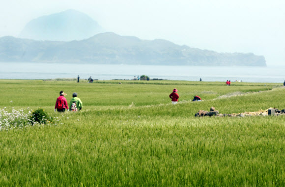 23일 서귀포시 대정읍 가파도에서 개막한 ‘제4회 가파도 청보리축제’를 찾은 관광객들이 청보리밭 사이를 걷고 있다. 바다 건너 산방산이 우뚝 솟아 있다. 연합뉴스