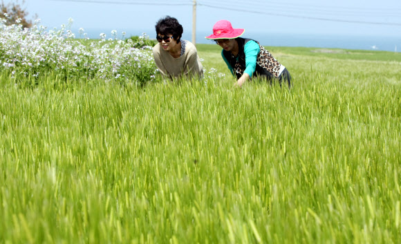 23일 서귀포시 대정읍 가파도에서 개막한 ‘제4회 가파도 청보리축제’를 찾은 관광객들이 청보리를 바라보며 즐거워하고 있다. 연합뉴스