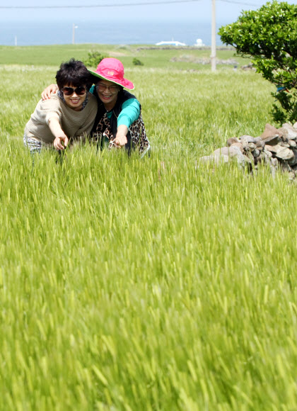 23일 서귀포시 대정읍 가파도에서 개막한 ‘제4회 가파도 청보리축제’를 찾은 관광객들이 청보리를 바라보며 즐거워하고 있다. 연합뉴스