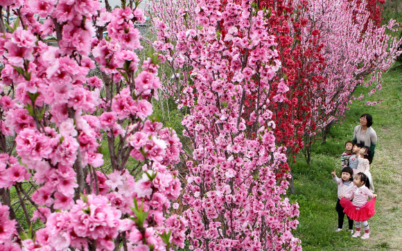포근한 봄날씨를 보인 23일 오전 경남 함양군 함양읍 백연리 상백마을 한 나무농장을 찾은 함양어린이집 어린이들이 활짝 핀 홍도화를 감상하며 즐거운 시간을 보내고 있다.  함양군 제공/연합뉴스