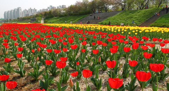 경기도 광명시 철산동 안양천변에 튤립 2만 송이가 활짝 펴 시민들을 유혹하고 있다. 연합뉴스