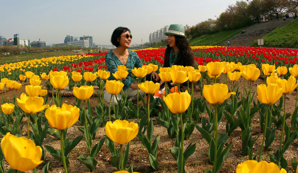 경기도 광명시 철산동 안양천변에 튤립 2만 송이가 활짝 펴 시민들을 유혹하고 있다. 연합뉴스