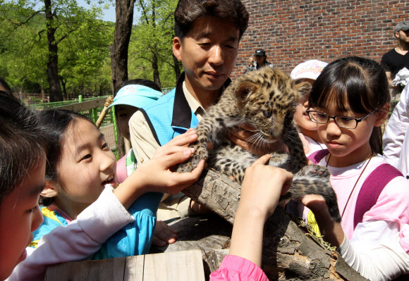 서울대공원과 현장체험학습 MOU를 체결한 금동초등학교 학생들이 30일 서울동물원 인공포육장에서 건강을 회복한 아기표범을 어루만지며 즐거워하고 있다. 연합뉴스