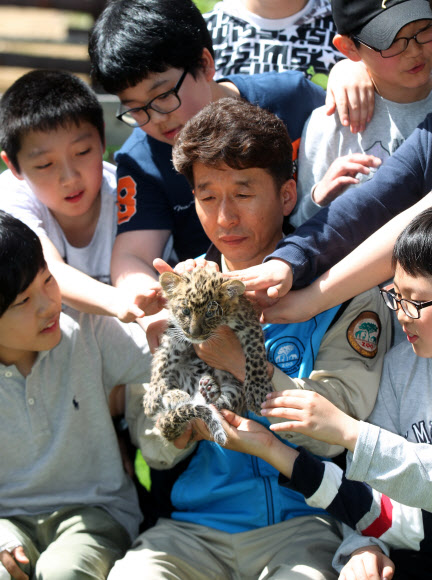 서울대공원과 현장체험학습 MOU를 체결한 금동초등학교 학생들이 30일 서울동물원 인공포육장에서 건강을 회복한 아기표범을 어루만지며 즐거워하고 있다. 연합뉴스