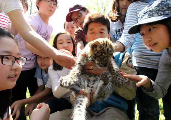 서울대공원과 현장체험학습 MOU를 체결한 금동초등학교 학생들이 30일 서울동물원 인공포육장에서 건강을 회복한 아기표범을 어루만지며 즐거워하고 있다. 연합뉴스