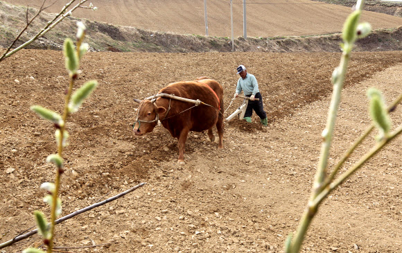 198만㎡의 밭이 독수리 날개 모양으로 펼쳐져 있는 국내 최대의 고랭지 채소 재배단지인 강원 강릉시 왕산면 대기리 속칭 안반데기에서 소를 이용해 밭을 가는 영농작업이 3일 본격 시작됐다. 연합뉴스 