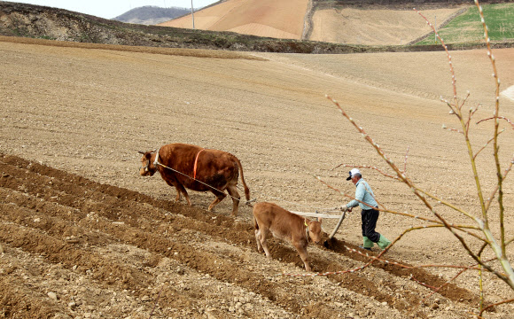 198만㎡의 밭이 독수리 날개 모양으로 펼쳐져 있는 국내 최대의 고랭지 채소 재배단지인 강원 강릉시 왕산면 대기리 속칭 안반데기에서 소를 이용해 밭을 가는 영농작업이 3일 본격 시작됐다. 연합뉴스 