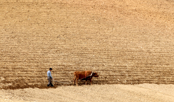 198만㎡의 밭이 독수리 날개 모양으로 펼쳐져 있는 국내 최대의 고랭지 채소 재배단지인 강원 강릉시 왕산면 대기리 속칭 안반데기에서 소를 이용해 밭을 가는 영농작업이 3일 본격 시작됐다. 연합뉴스 