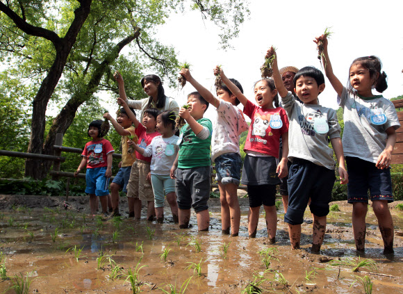 8일 오전 서울 아차산 생태공원에서 광진구 주최로 열린 ‘꼬마농부 모심기 체험’ 행사에서 관내 유치원생 어린이들이 직접 모내기를 하고 있다. 연합뉴스