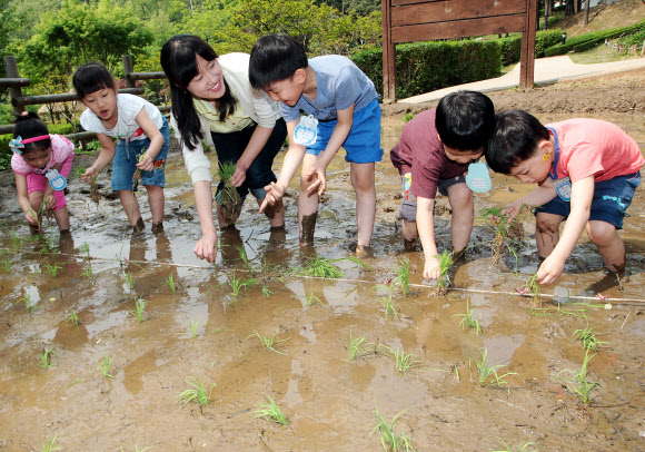 8일 오전 서울 아차산 생태공원에서 광진구 주최로 열린 ‘꼬마농부 모심기 체험’ 행사에서 관내 유치원생 어린이들이 직접 모내기를 하고 있다. 연합뉴스