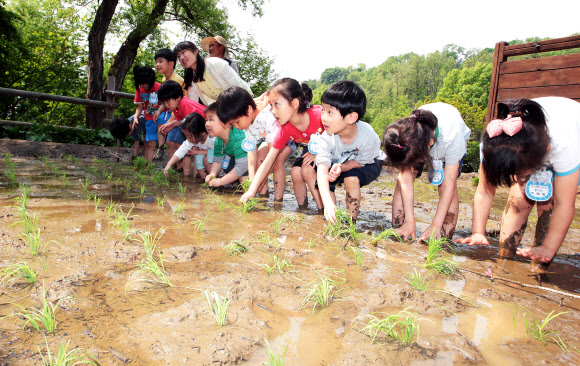 8일 오전 서울 아차산 생태공원에서 광진구 주최로 열린 ‘꼬마농부 모심기 체험’ 행사에서 관내 유치원생 어린이들이 직접 모내기를 하고 있다. 연합뉴스