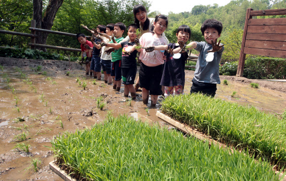 8일 오전 서울 아차산 생태공원에서 광진구 주최로 열린 ‘꼬마농부 모심기 체험’ 행사에서 관내 유치원생 어린이들이 직접 모내기를 하고 있다. 연합뉴스