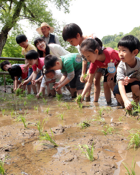 8일 오전 서울 아차산 생태공원에서 광진구 주최로 열린 ‘꼬마농부 모심기 체험’ 행사에서 관내 유치원생 어린이들이 직접 모내기를 하고 있다. 연합뉴스