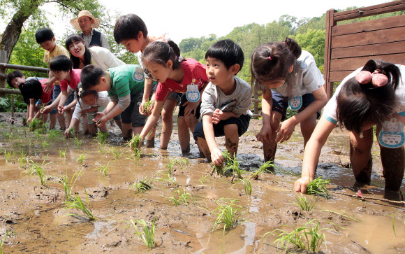 8일 오전 서울 아차산 생태공원에서 광진구 주최로 열린 ‘꼬마농부 모심기 체험’ 행사에서 관내 유치원생 어린이들이 직접 모내기를 하고 있다. 연합뉴스