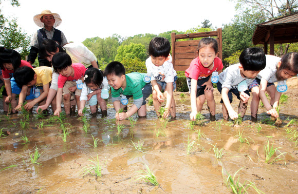 8일 오전 서울 아차산 생태공원에서 광진구 주최로 열린 ‘꼬마농부 모심기 체험’ 행사에서 관내 유치원생 어린이들이 직접 모내기를 하고 있다. 연합뉴스