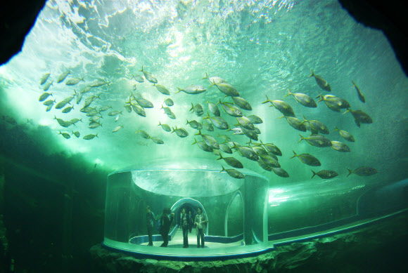 여수엑스포 개막식을 이틀 앞두고 9일 미디어 데이 행사가 열린 가운데 아쿠아리움을 찾은 기자들이 시설을 살펴보고 있다. 연합뉴스