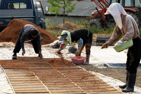 16일 전남 강진군 성전면 도림마을 주민들이 한데 모여 볍씨와 상토를 뿌려 모내기용 모판을 만드느라 부지런히 움직이고 있다. 연합뉴스
