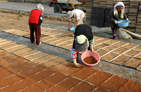 16일 전남 강진군 성전면 도림마을 주민들이 한데 모여 볍씨와 상토를 뿌려 모내기용 모판을 만드느라 부지런히 움직이고 있다. 연합뉴스